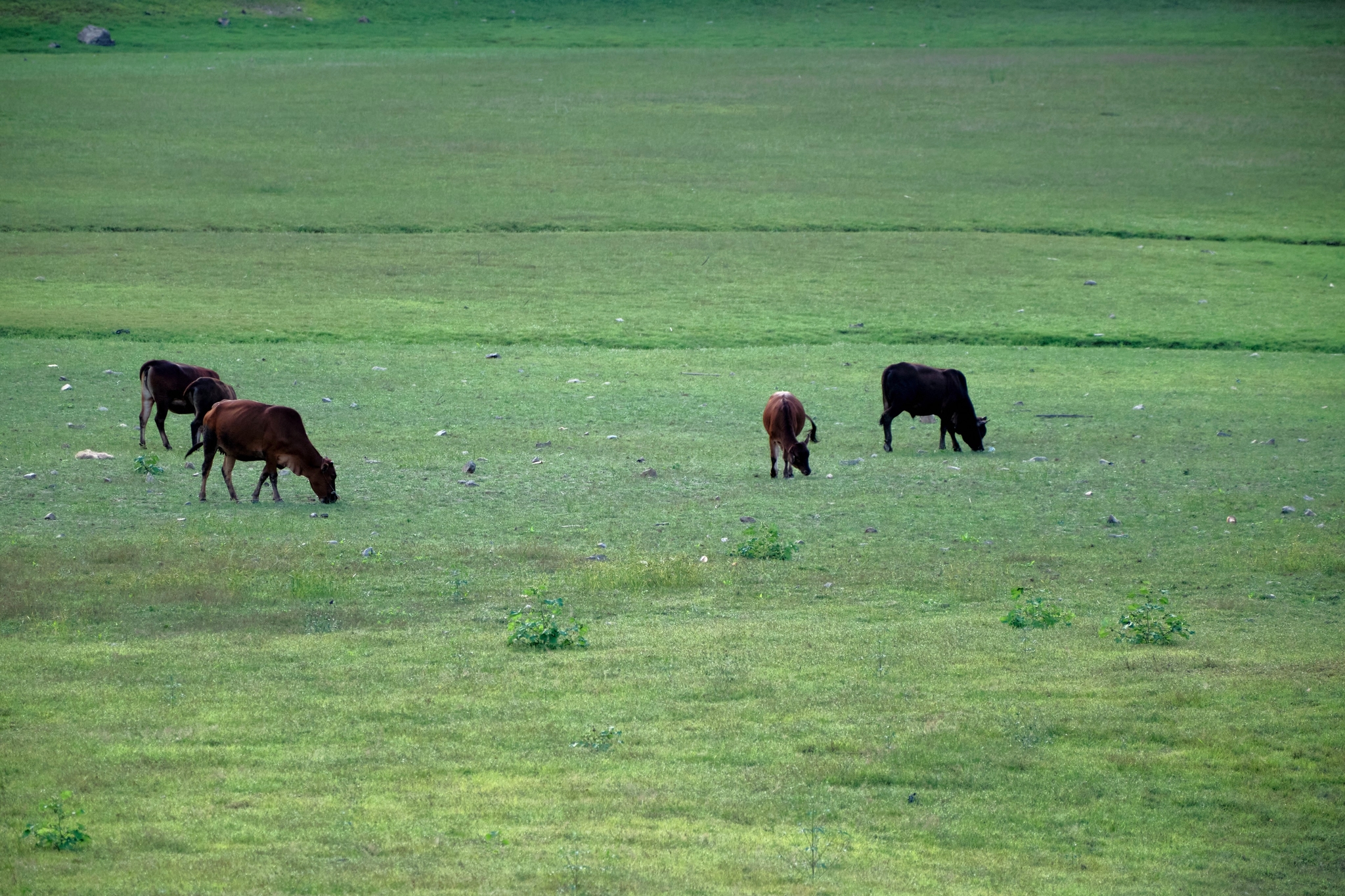 Graze on the River Bed