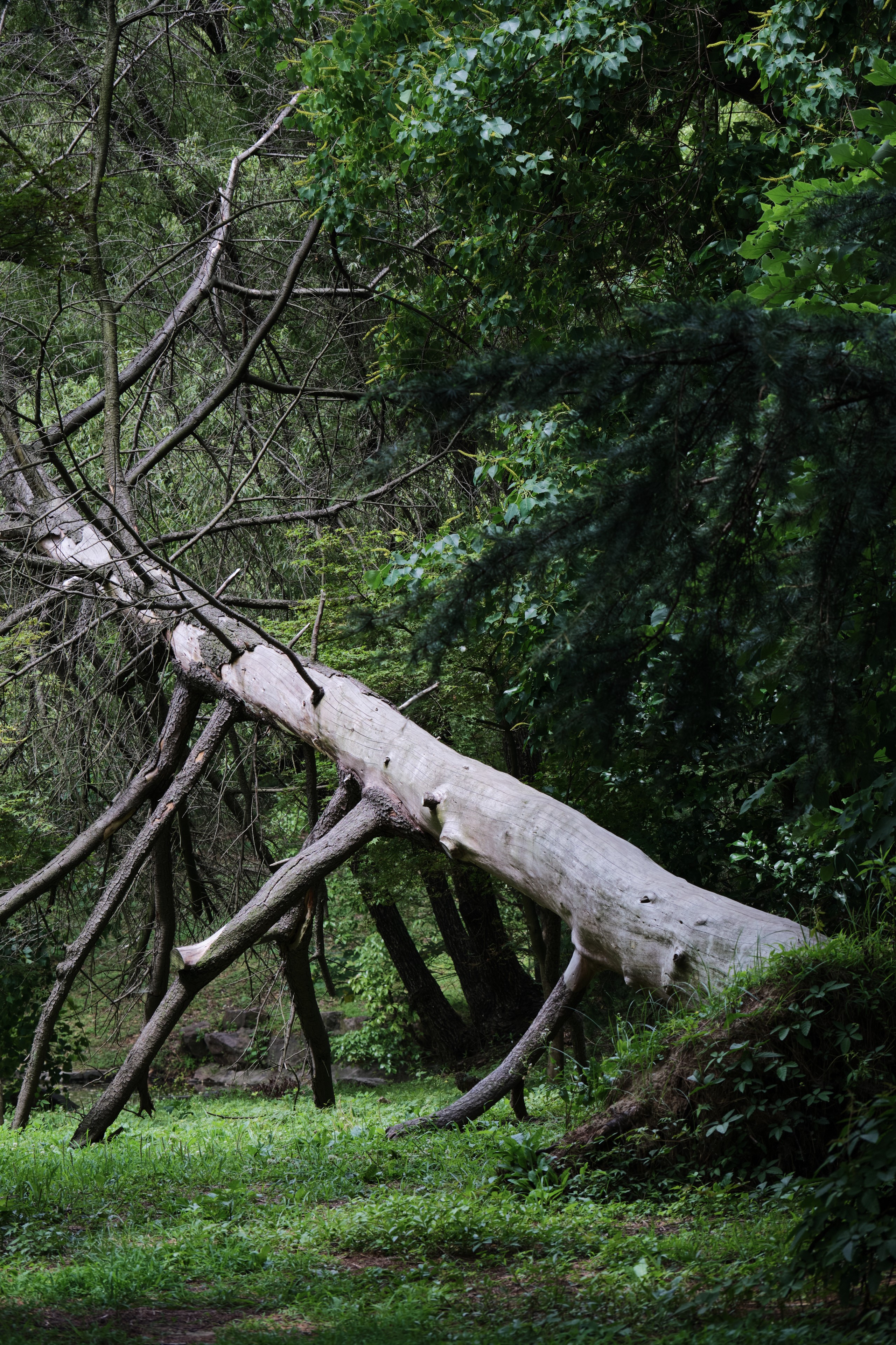 Falling Tree