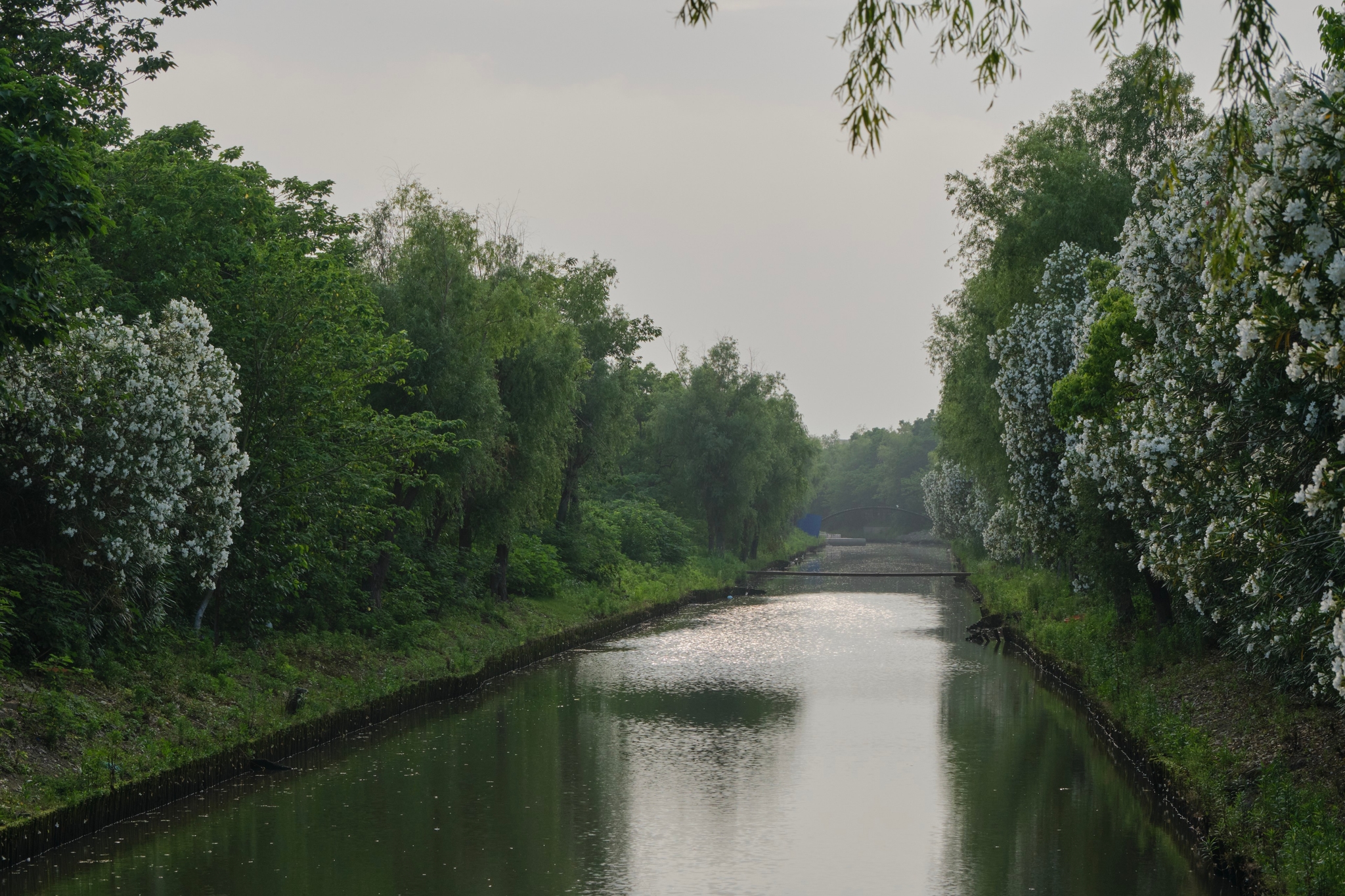 Calm canal lined with lush green trees and flowering bushes under an overcast sky
