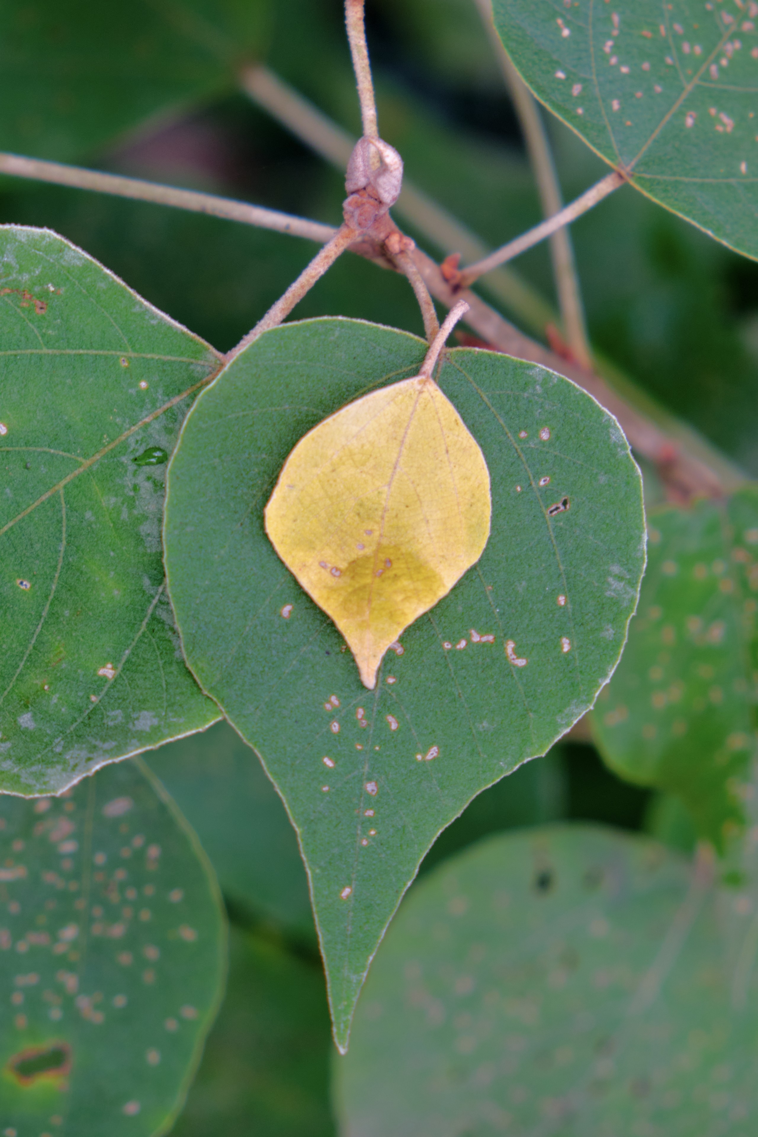 Leaves, stacked