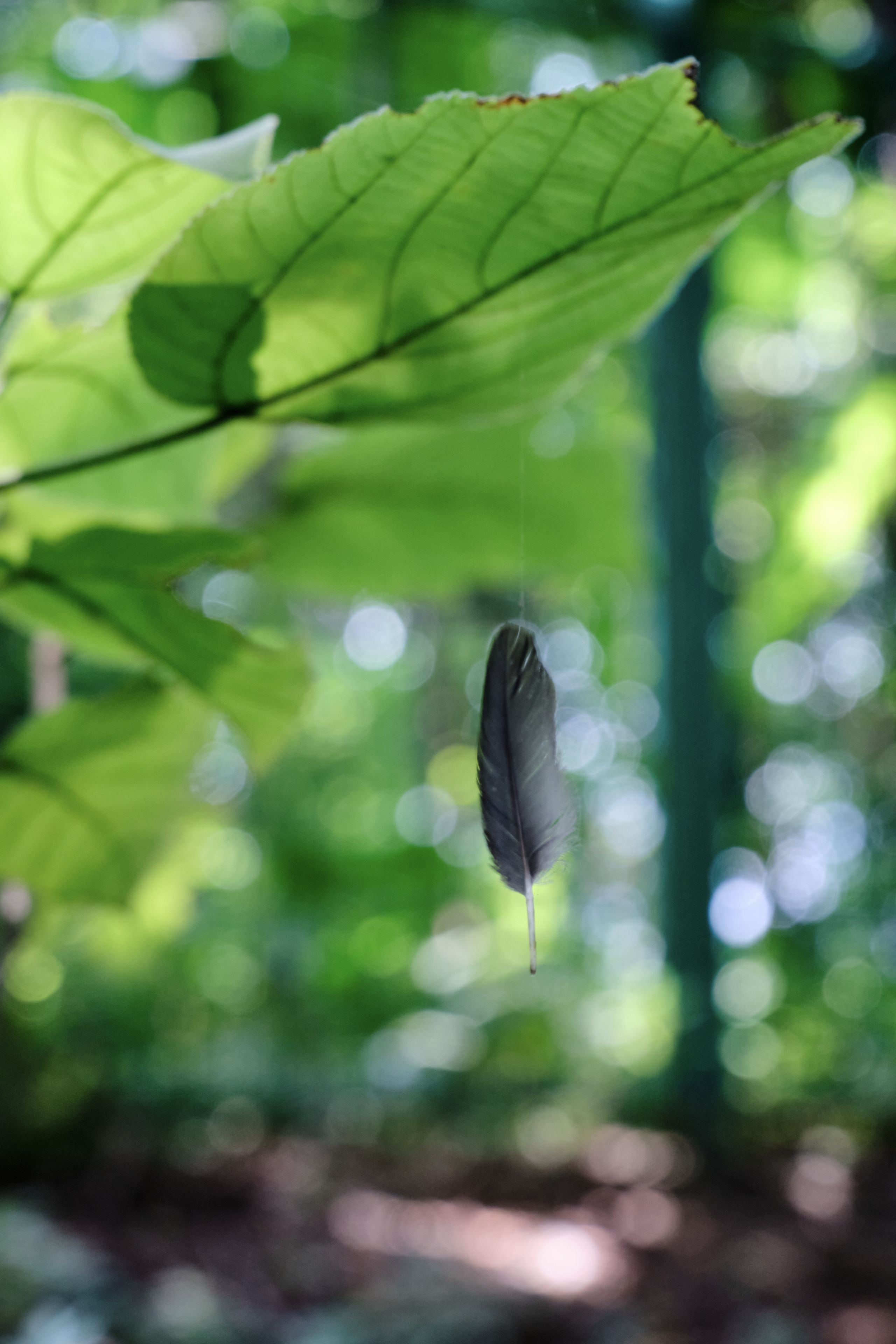 A bird's feather