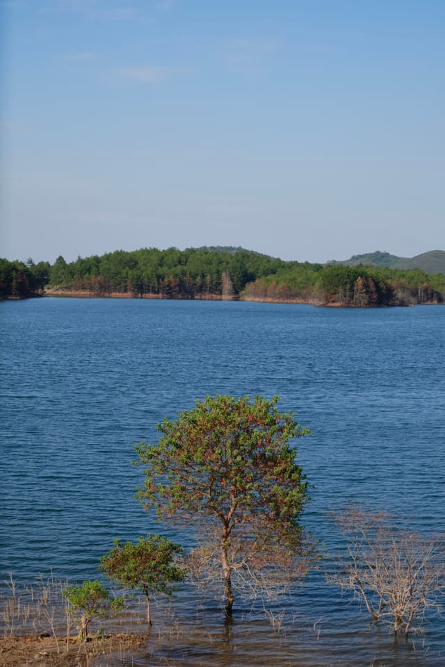 Tree of the reservoir