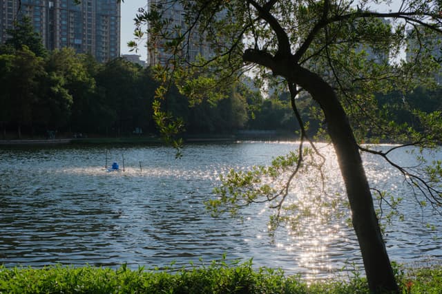 Lake view with tree and city skyline in background