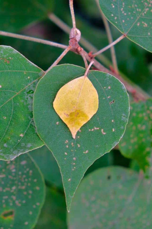 Leaves, stacked