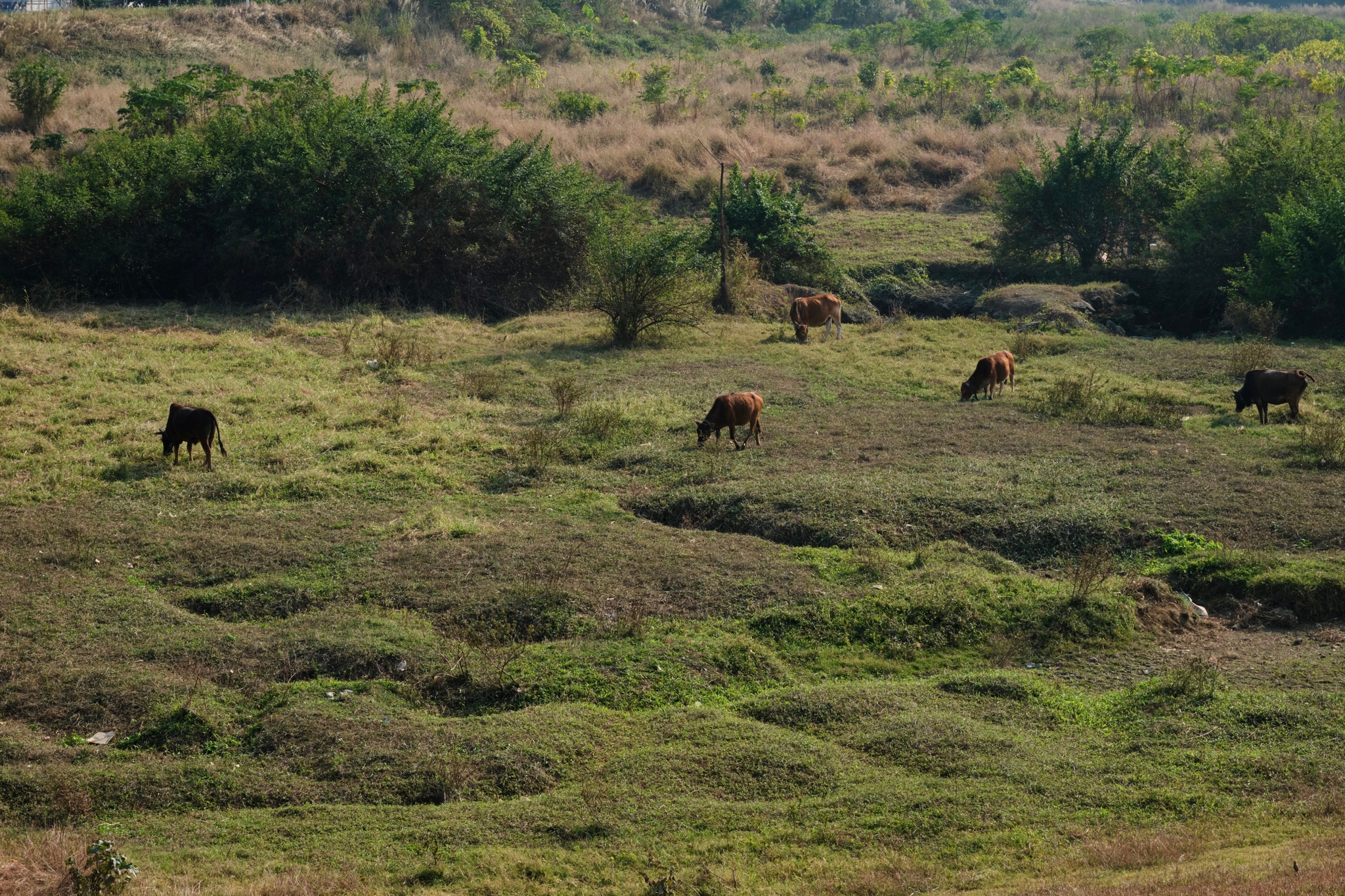 Cattle grazing in a field with sparse grass and shrubs